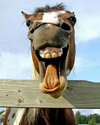 Laughing Horse Free Funny Images