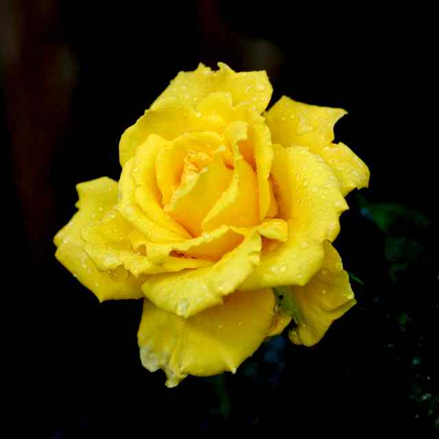 Natural Yellow Rose