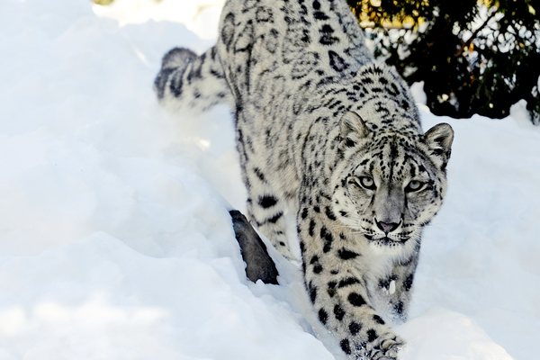 Nice Snow Leopard