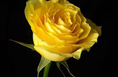 Nice Yellow Rose