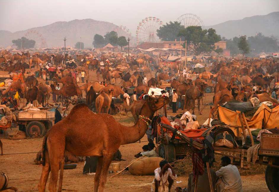 Pushkar Camel Festival Fair