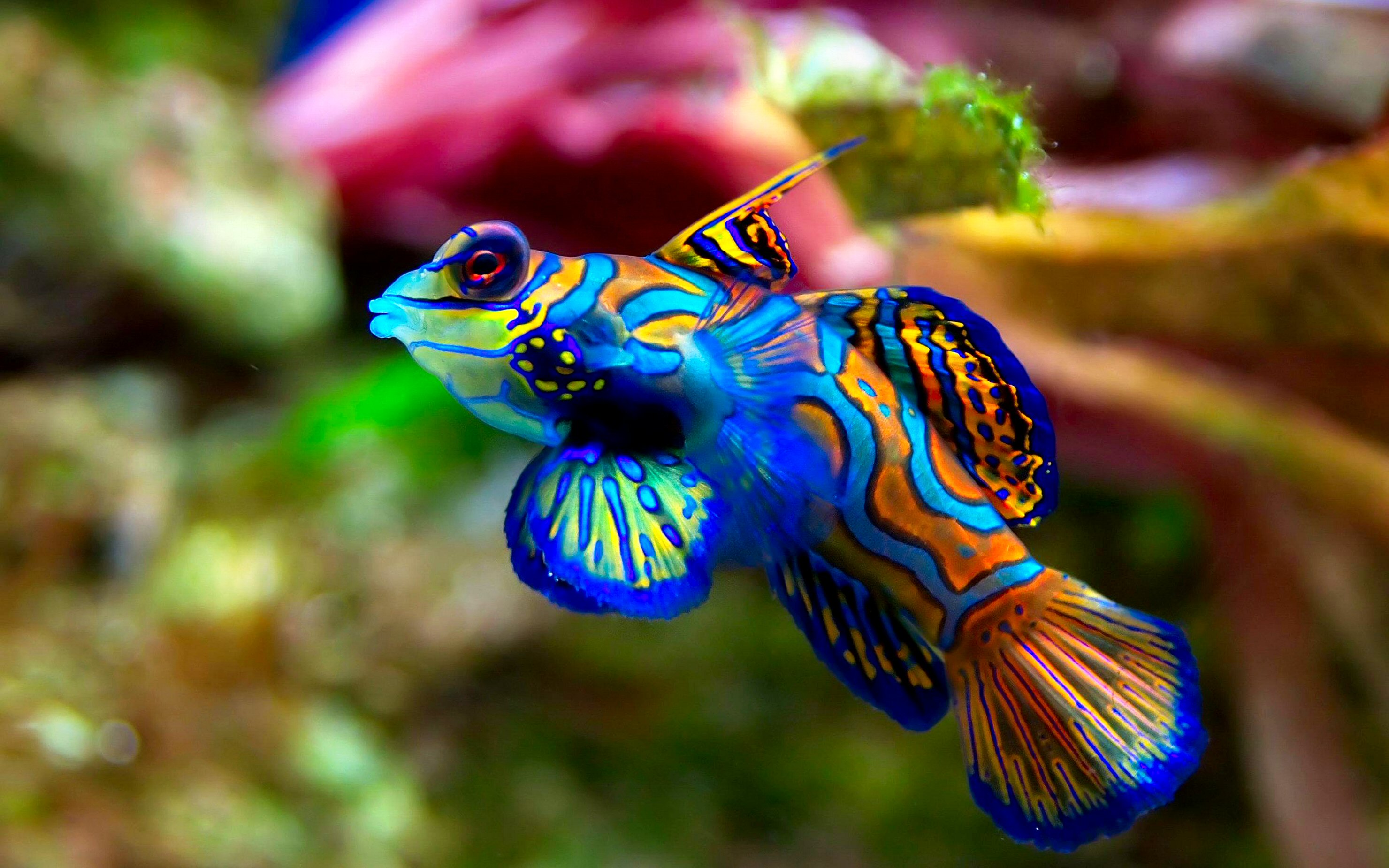 Stunning Fish Wallpaper