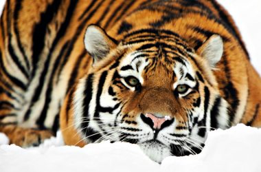 Tiger 1080p HD