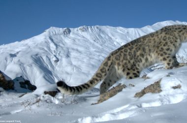 Top Snow Leopard