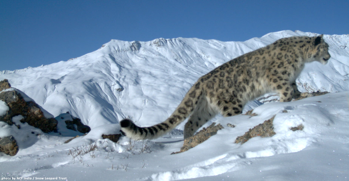Top Snow Leopard