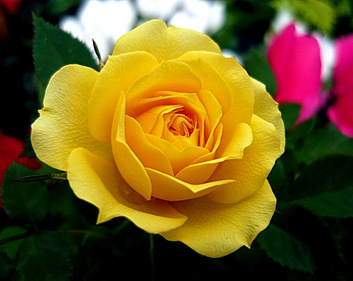 Top Yellow Rose