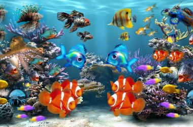 Tropical HD Fish Wallpaper