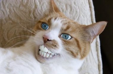 White Pictures of Funny Cats