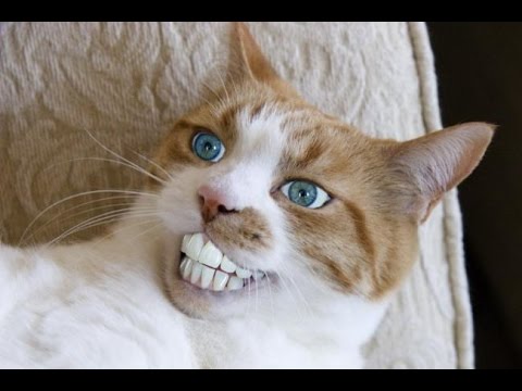 White Pictures of Funny Cats