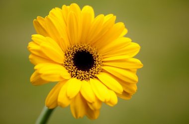 Beautiful Yellow Flower