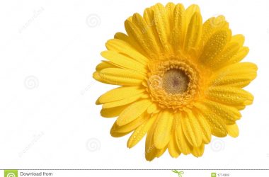 Natural Yellow Flower