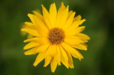 Top Yellow Flower