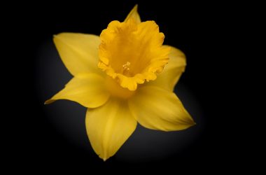 Widescreen Yellow Flower