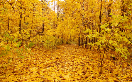 Awesome Yellow Forest