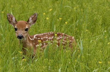 Baby Deer Eat