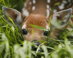 Beautiful Baby Deer