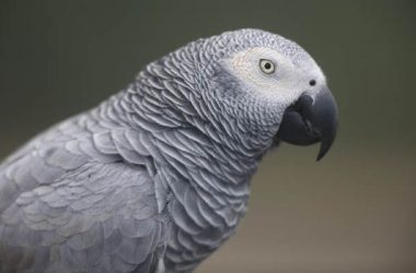 Beautiful Grey Parrot