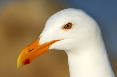 Beautiful Gull