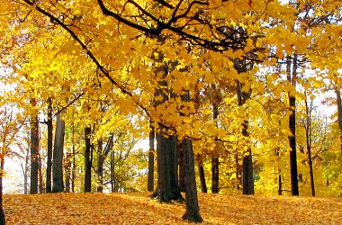 Beautiful Yellow Forest