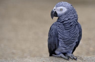 Grey Parrot Bird
