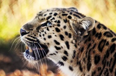 Leopard 1080p Image