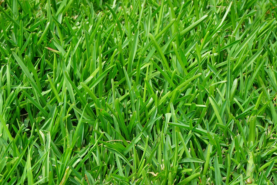 Natural Grass Photo