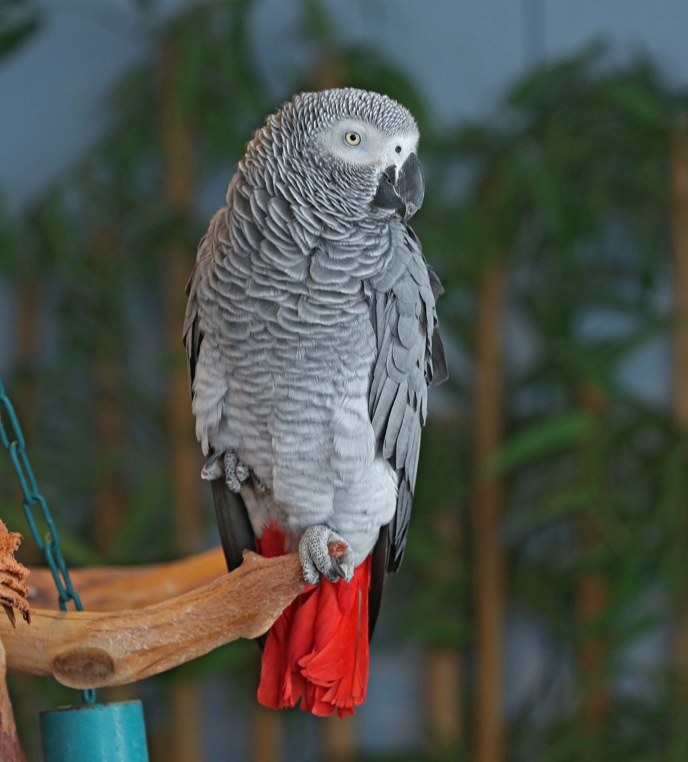 Nice Grey Parrot