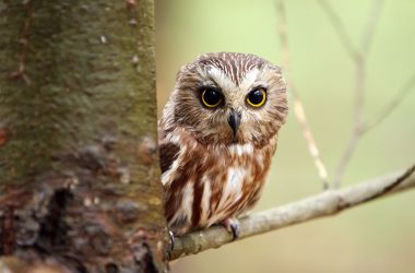 Northern Owl