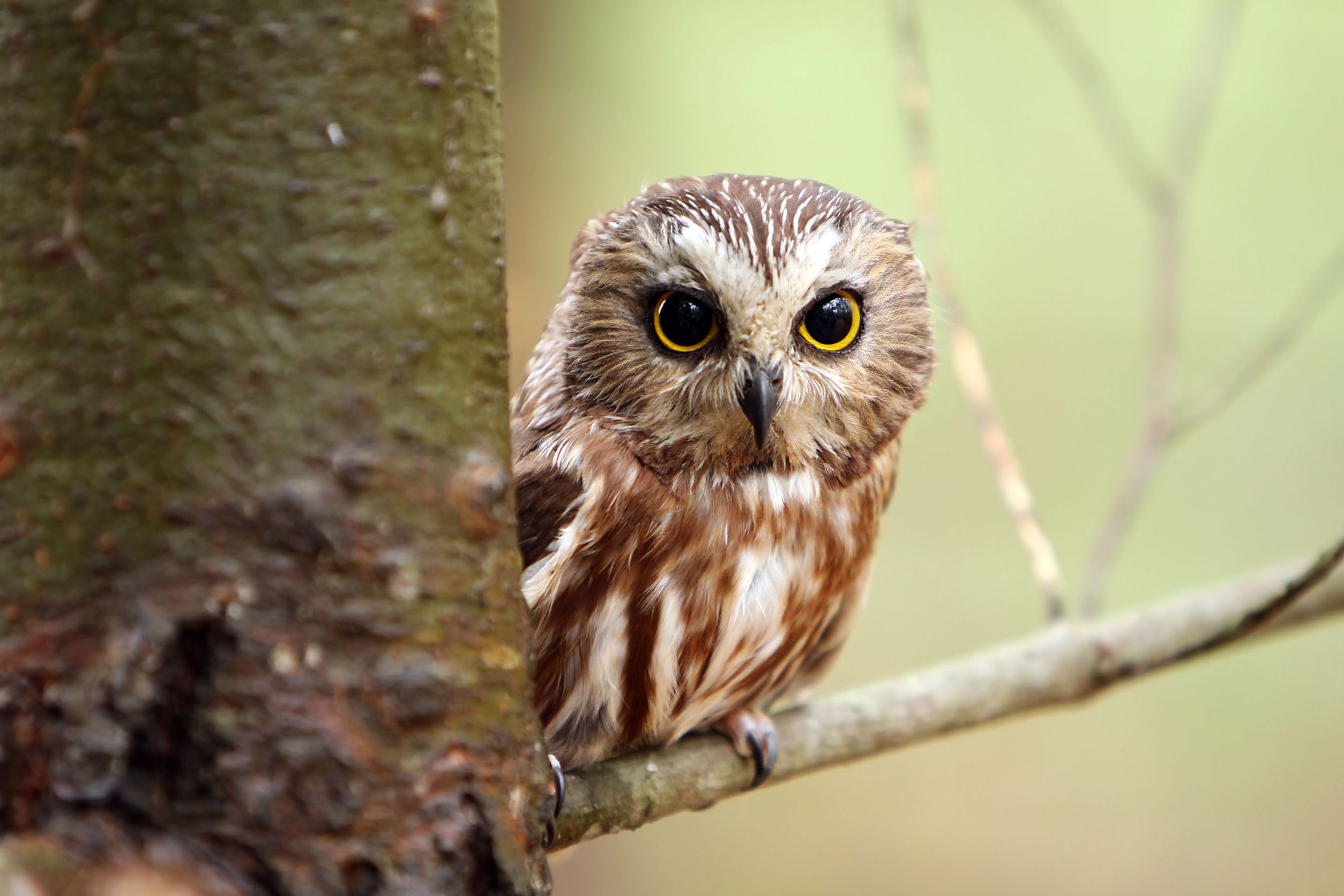 Northern Owl