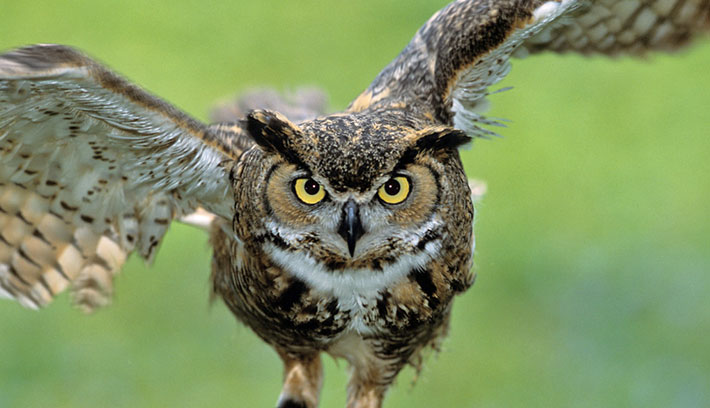 Owl Horned
