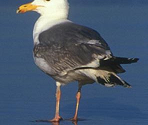 Standing Herring Gull
