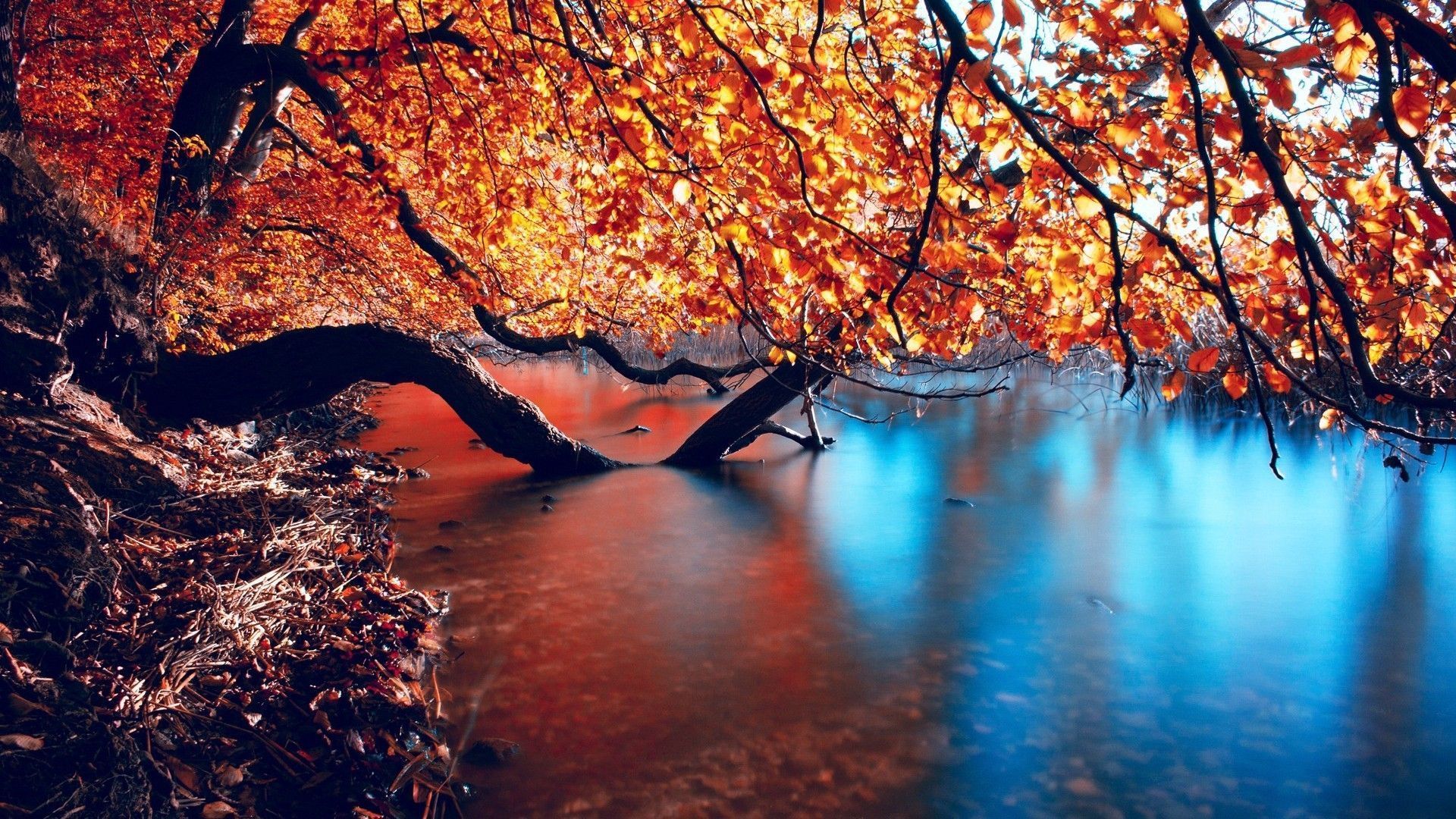Stunning HD Autumn