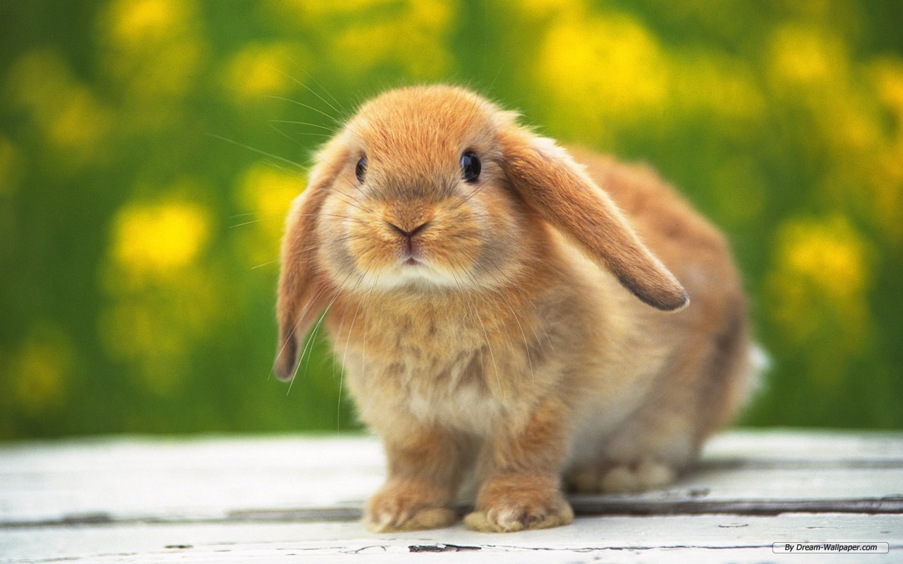 Top Bunny Photo