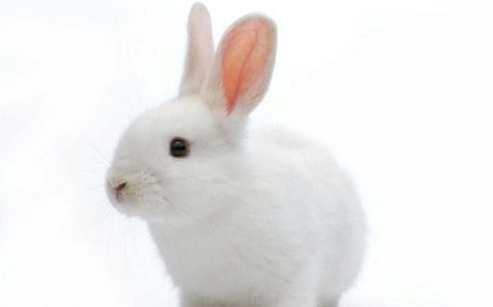 White Bunny Photo