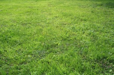 Widescreen Grass