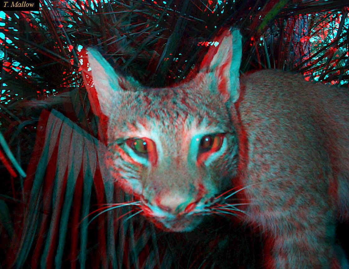 Cat 3D Image