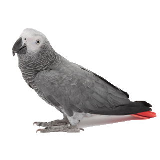 Wonderful Grey Parrot