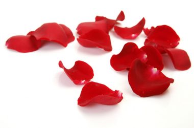 Awesome Rose Petals