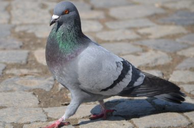 Beautiful Pigeon
