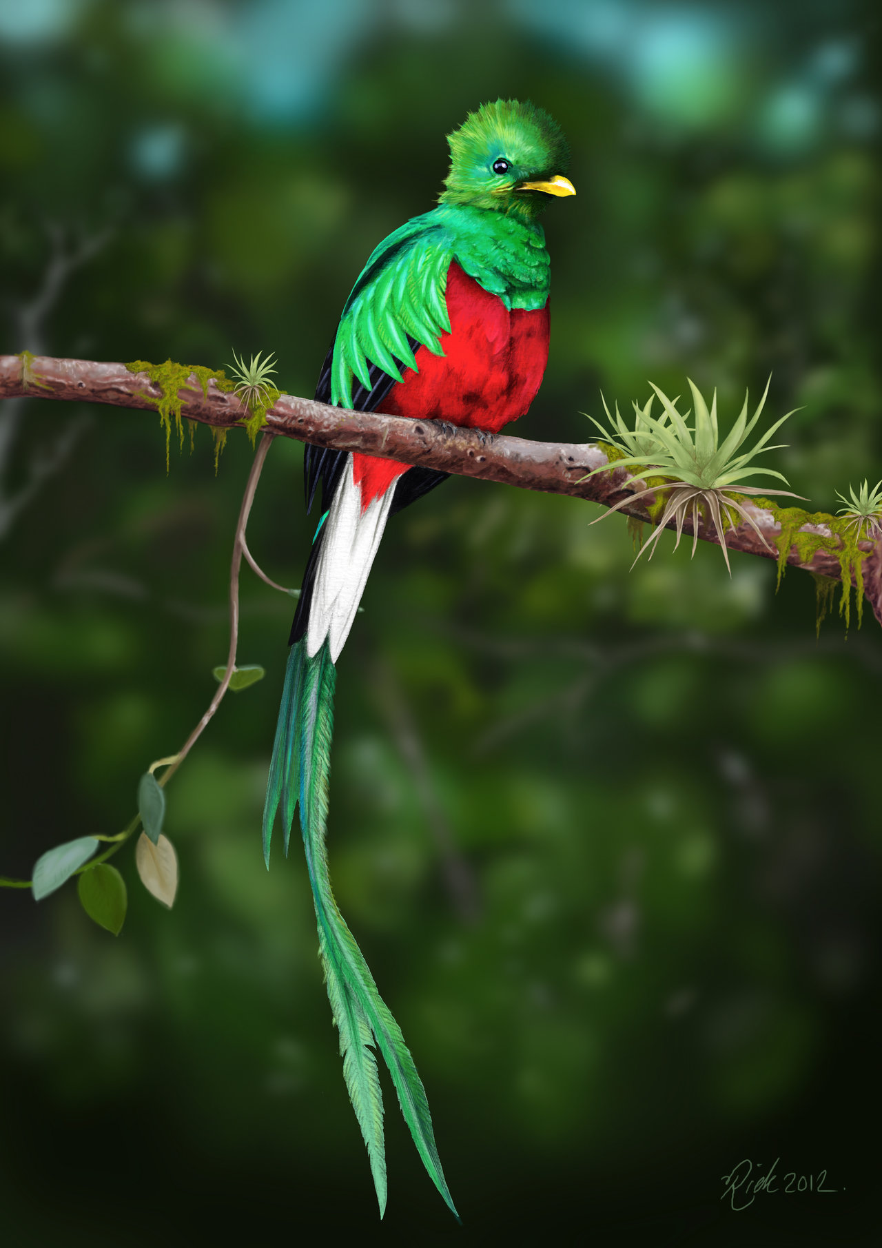 Beautiful Quetzal