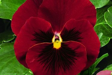 Beautiful Red Pansy