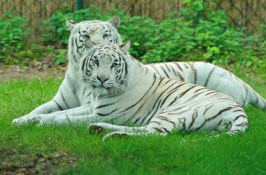 Beautiful White Tiger