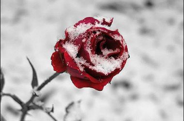 Best Winter Rose