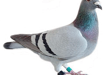 Colorful Pigeon