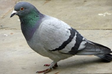 Cute Pigeon