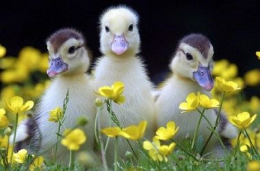 Duckling Spring Time