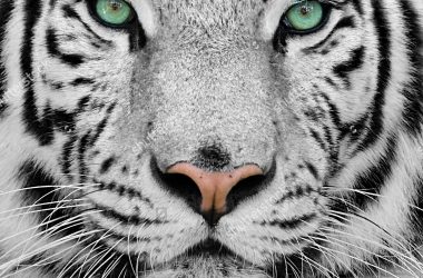 Green Eyes White Tiger