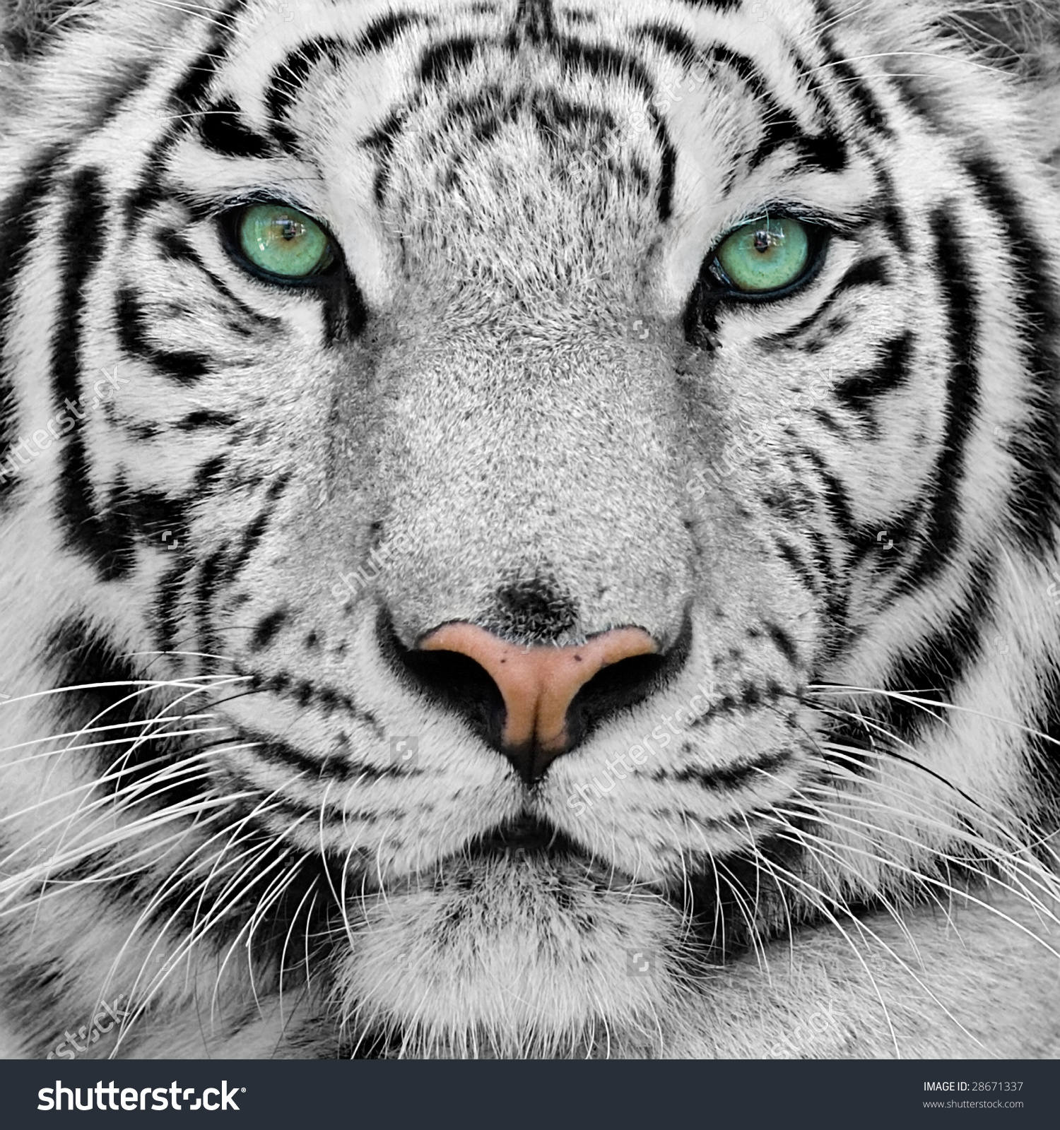Green Eyes White Tiger