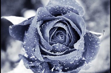 Grey Winter Rose