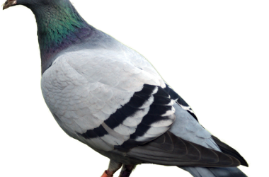 HD Pigeon